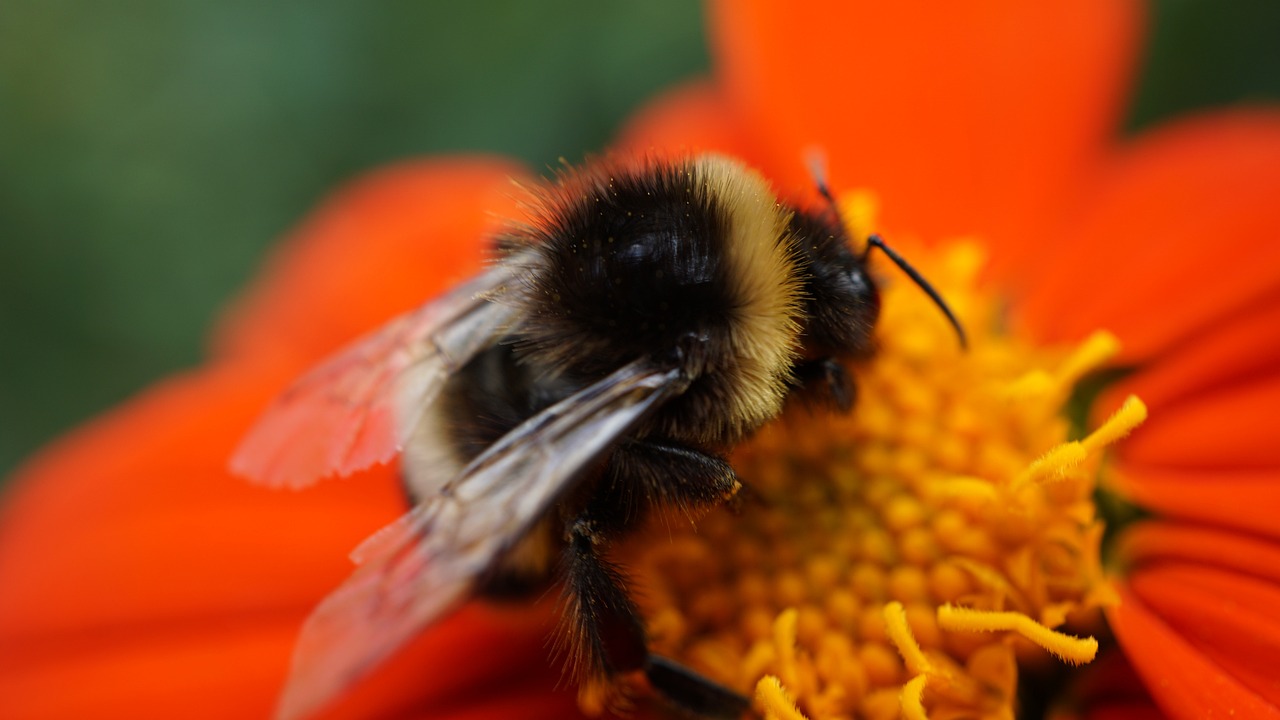 The Importance of Bio-diversity in Sustainable Living